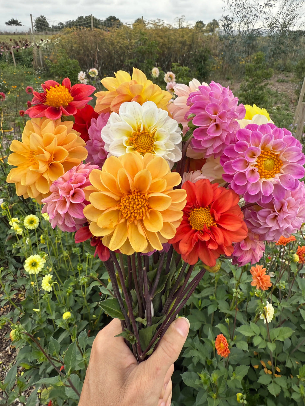 Dahlia Pompone Double Mixed cut flowers held up against a garden of blooming dahlias