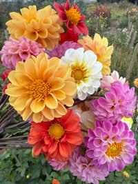 A bouquet of Bishy Barnabees Cottage Garden Ltd’s Dahlia Pompone Double Mixed, featuring vibrant double blooms in yellow, orange, red, white, and pink, is held outdoors with more flowers and lush greenery—perfect as fresh cut flowers.