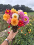 Dahlia Pompone Double Mixed - Bishy Barnabees Cottage Garden Ltd