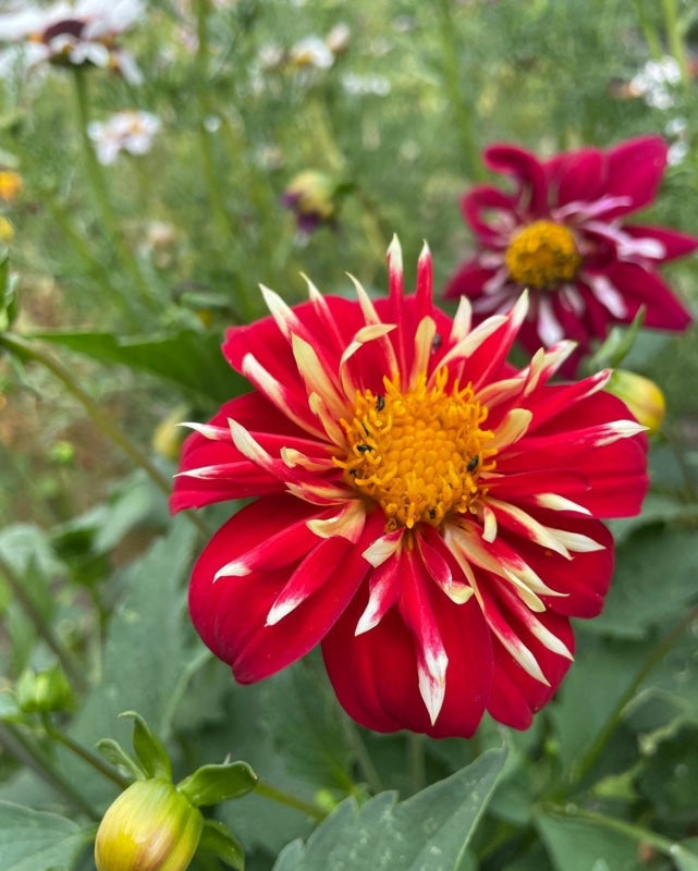 Dahlia Yankee Doodle Dandy Mix