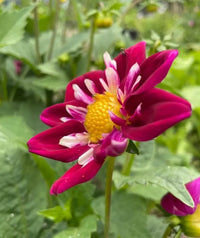 A close-up of a vibrant Dahlia Yankee Doodle Dandy Mix by Bishy Barnabees Cottage Garden, with magenta petals tipped in white and a bright yellow center—an eye-catching, bee-friendly choice for any garden.
