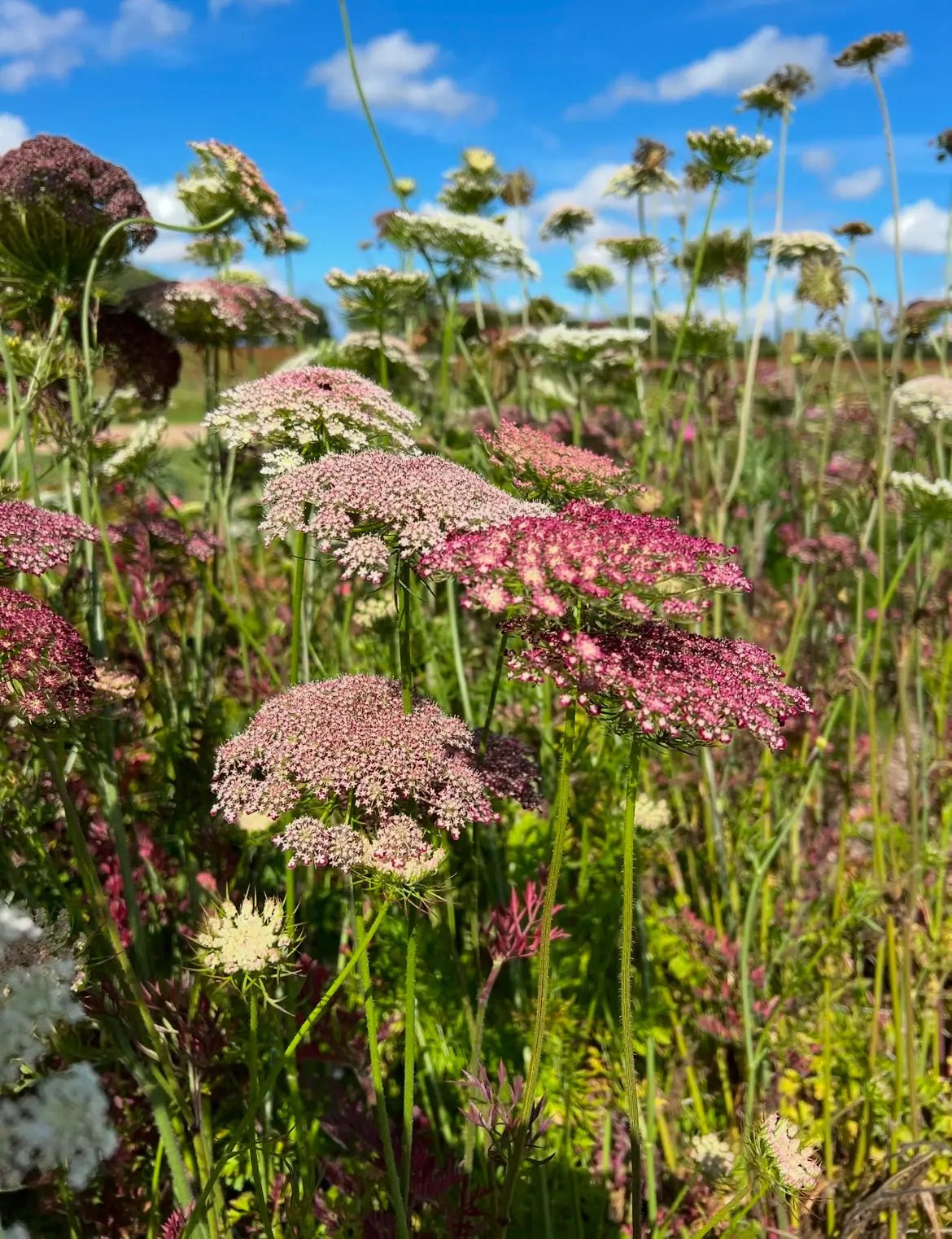 Daucus Carota Dara - Bishy Barnabees Cottage Garden Ltd