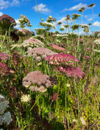 Daucus carota Dara (ornamental carrot) – clusters of pink, white and purple flowers