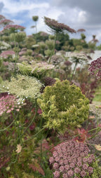 Daucus carota Dara – white, green and purple flower heads at different stages