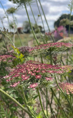 Daucus carota Dara – pinkish-purple flower heads on green stems in a field