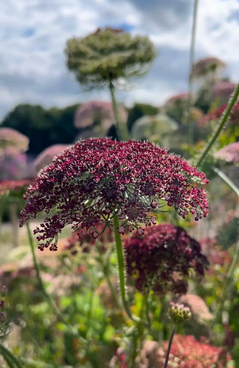 Close-up of Daucus Carota Dara by Bishy Barnabees Cottage Garden: a deep purple ornamental carrot flower in bloom, with blurred green stems and more cut flowers visible in the background under a partly cloudy sky.