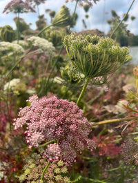 Close-up of Daucus Carota Dara by Bishy Barnabees Cottage Garden—delicate clusters of tiny pink and white blossoms on green stems stand out in a field amid softly blurred background plants.