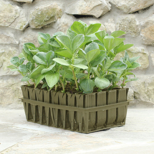 Haxnicks Deep Rootrainers | 32 Cells, 12cm Deep