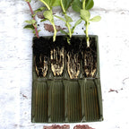 Haxnicks Deep Rootrainers | 32 Cells, 12cm Deep