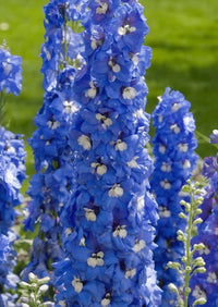 Delphinium Pacific Giant Summer Skies by Bishy Barnabees Cottage Garden features tall spikes of vibrant blue flowers with white centers, creating classic English cottage garden charm against a lush green backdrop.