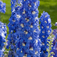 Delphinium 'Summer Skies' Seeds | Sky Blue Pacific Giant