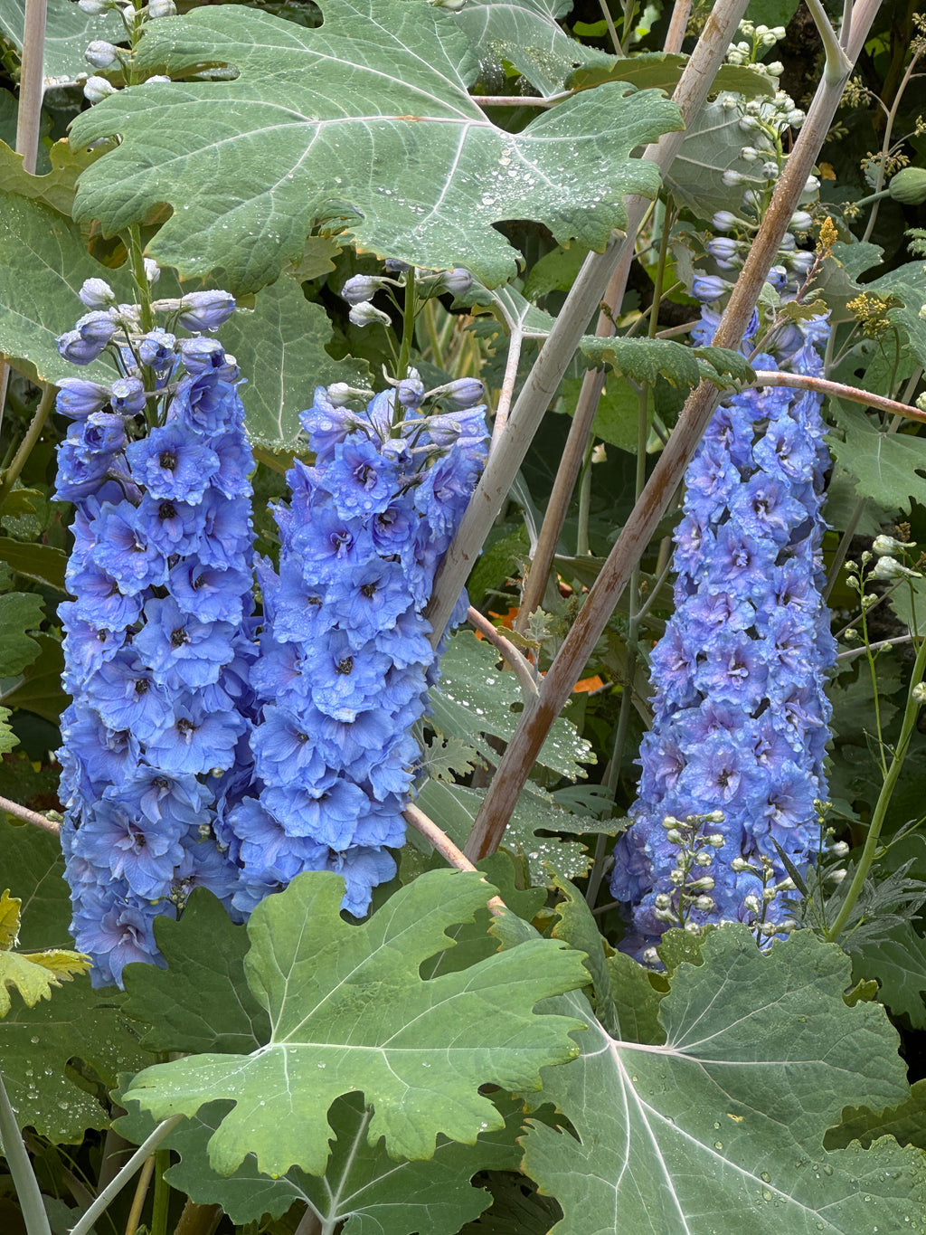 Delphinium Pacific Giant Summer Skies – three blue spikes among large lobed leaves