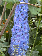 Delphinium Pacific Giant Summer Skies – single dense spike of blue flowers by canes