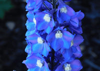 A close-up of vibrant blue Delphinium Pacific Giant Summer Skies by Bishy Barnabees Cottage Garden shows clustered blooms with white centers on a tall stem, perfect for brightening any English cottage garden.