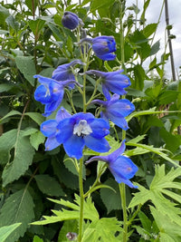 A close-up of Delphinium Pacific Giant Summer Skies by Bishy Barnabees Cottage Garden, showing vibrant blue blooms and lush leaves—an ideal hardy perennial for enhancing any English cottage garden.