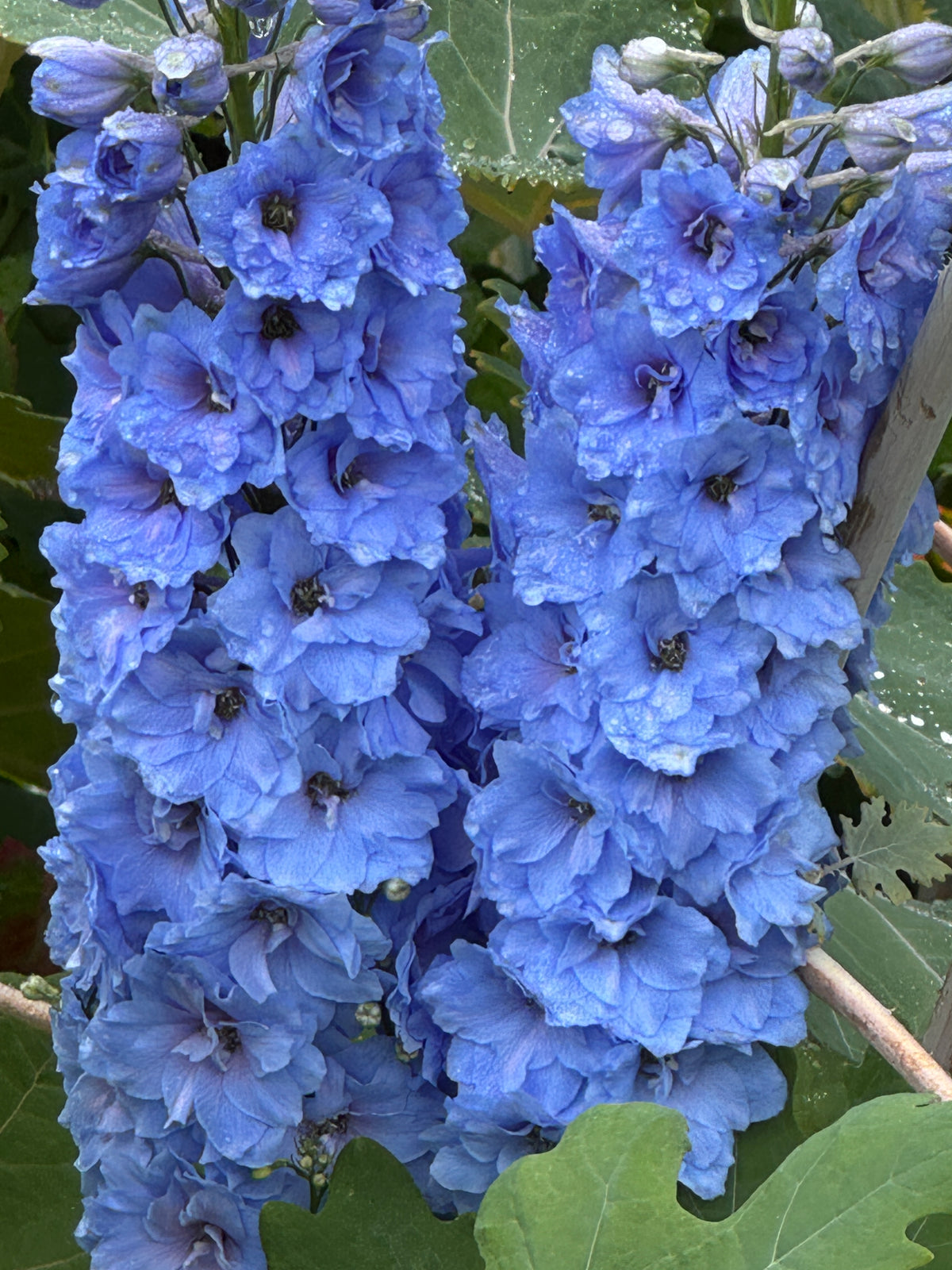 Delphinium Pacific Giant Summer Skies – close-up of two blue spikes with dark bee centres