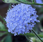Didiscus Blue Lace – light purple lacy flowers with dew droplets