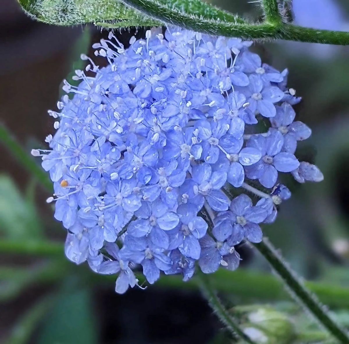 Didiscus Blue Lace – light purple lacy flowers with dew droplets