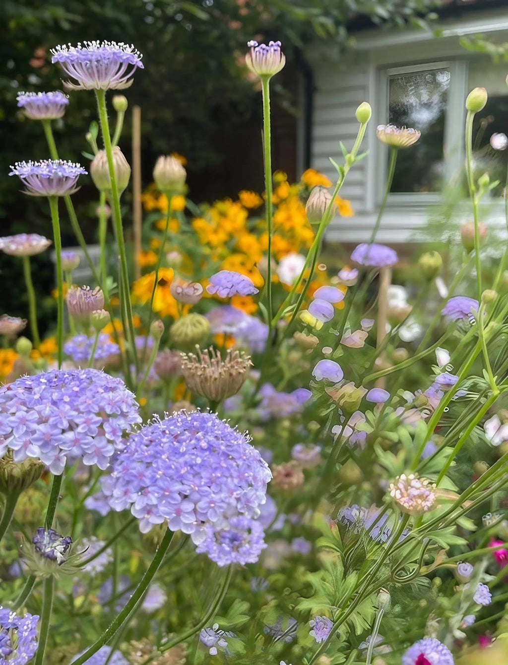 Didiscus Blue Lace among purple and yellow flowers near a white house window