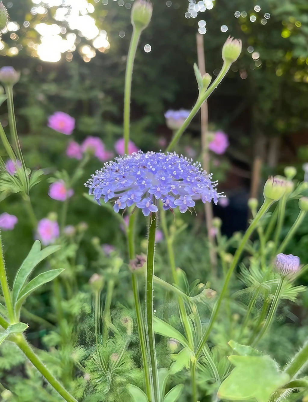 Didiscus Blue Lace – purple flower head with white-tipped stamens