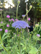 Didiscus Blue Lace – purple flower head with white-tipped stamens