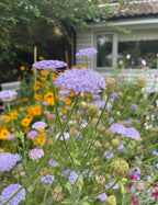 Bee on a cluster of Didiscus Blue Lace among yellow and pink flowers