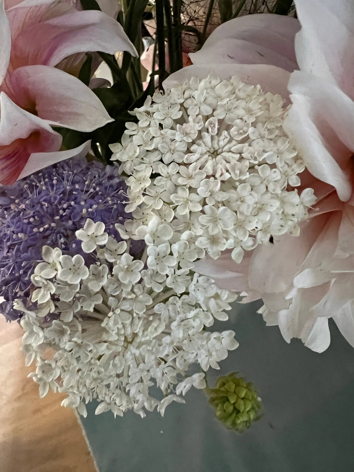 Didiscus Madonna Mixed (Trachymene coerulea) – white and purple lacy blooms