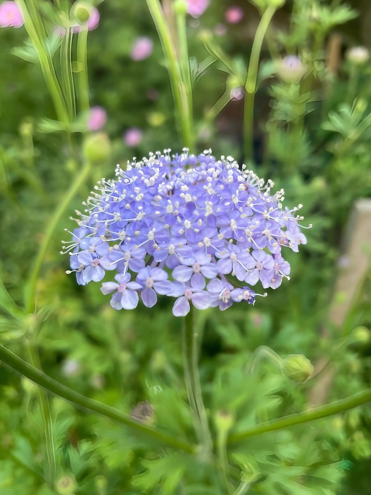 Didiscus Madonna Mixed – blue, pink and purple lacy flower heads close-up