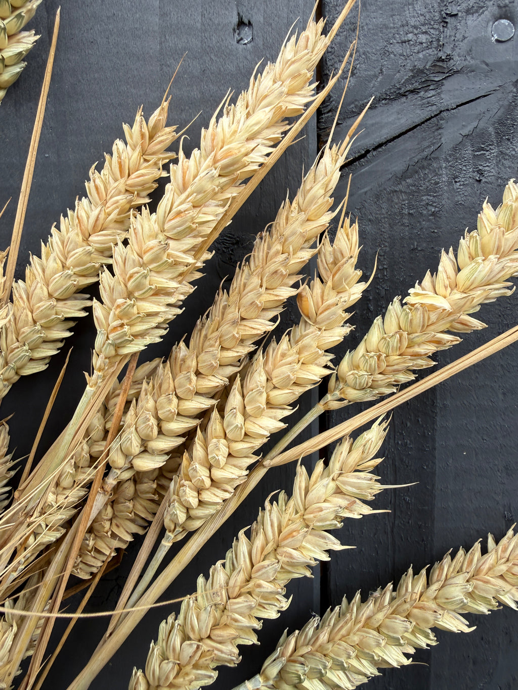 Dried Wheat Bunch – golden wheat ears fanned against a dark painted fence