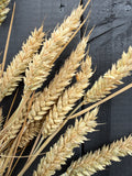 Dried Wheat Bunch – golden wheat ears fanned against a dark painted fence