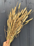 Hand holding a Dried Wheat Bunch of 12 golden stems against dark boards