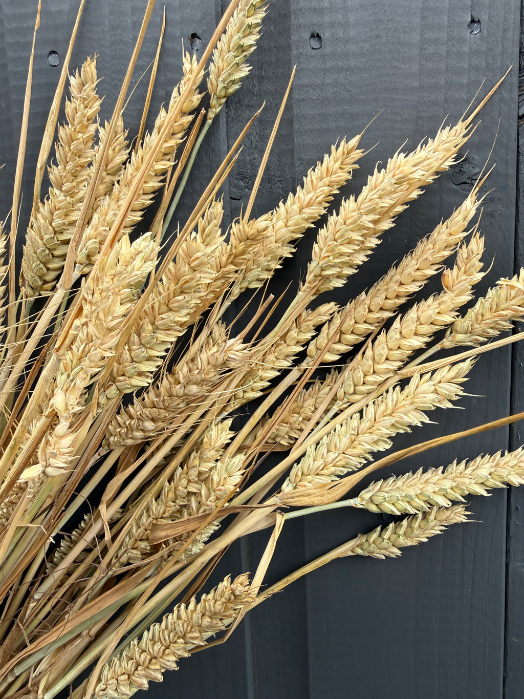 Dried Wheat Bunch – close-up of golden bearded wheat ears