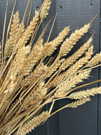Dried Wheat Bunch – close-up of golden bearded wheat ears