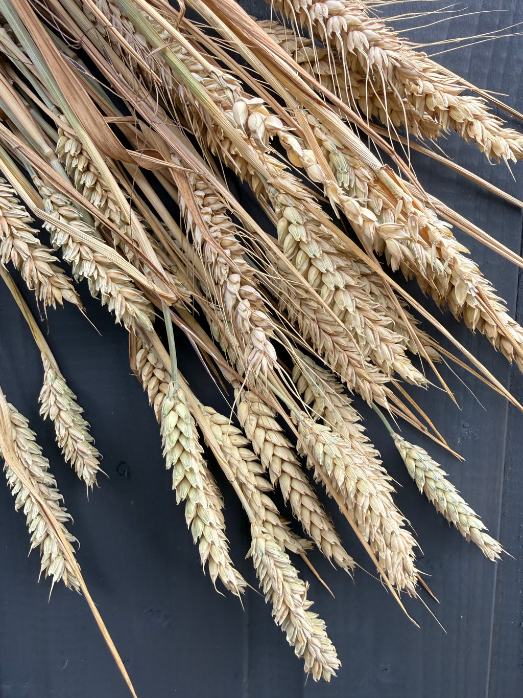 Dried Wheat Bunch – golden wheat ears and stems laid on dark wood