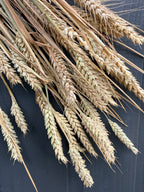 Dried Wheat Bunch – golden wheat ears and stems laid on dark wood