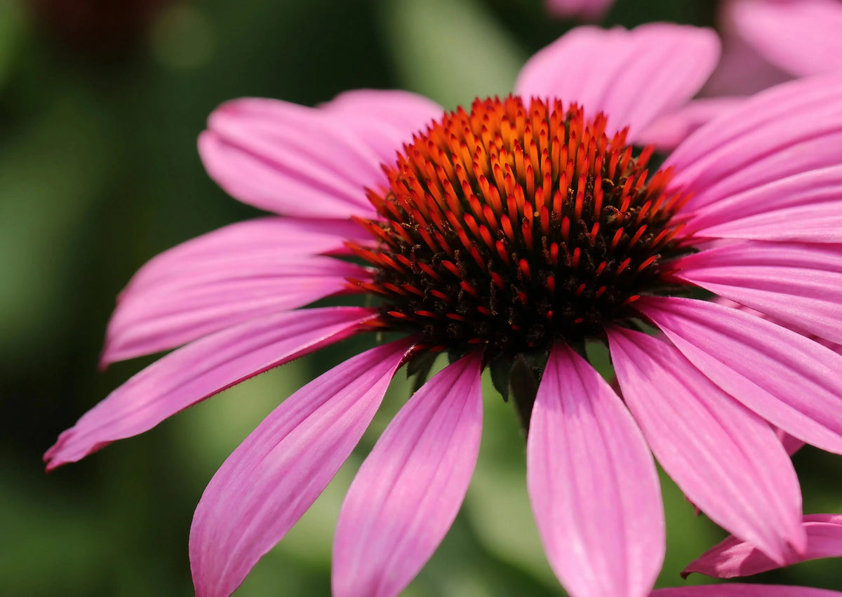 Echinacea Bravado – rosy-purple petals around a spiky orange-brown cone