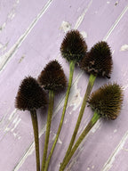 Echinacea Cones Dried – five dark brown cones with green stems on pale purple wood