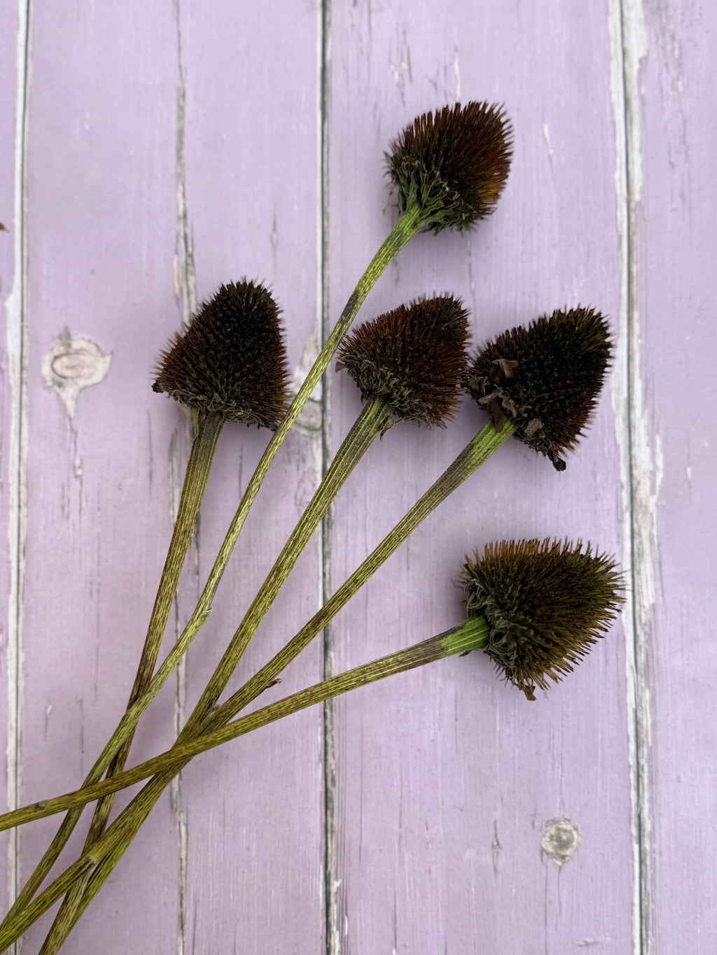 Six Echinacea Cones Dried with spiky dark brown heads on lavender-painted wood