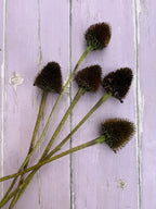 Six Echinacea Cones Dried with spiky dark brown heads on lavender-painted wood