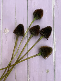 Six Echinacea Cones Dried from Bishy Barnabees Cottage Garden Ltd, featuring spiky, dark brown centers on long stems, are arranged on a lavender-painted wooden surface—ideal for autumn wreaths or seasonal decor.