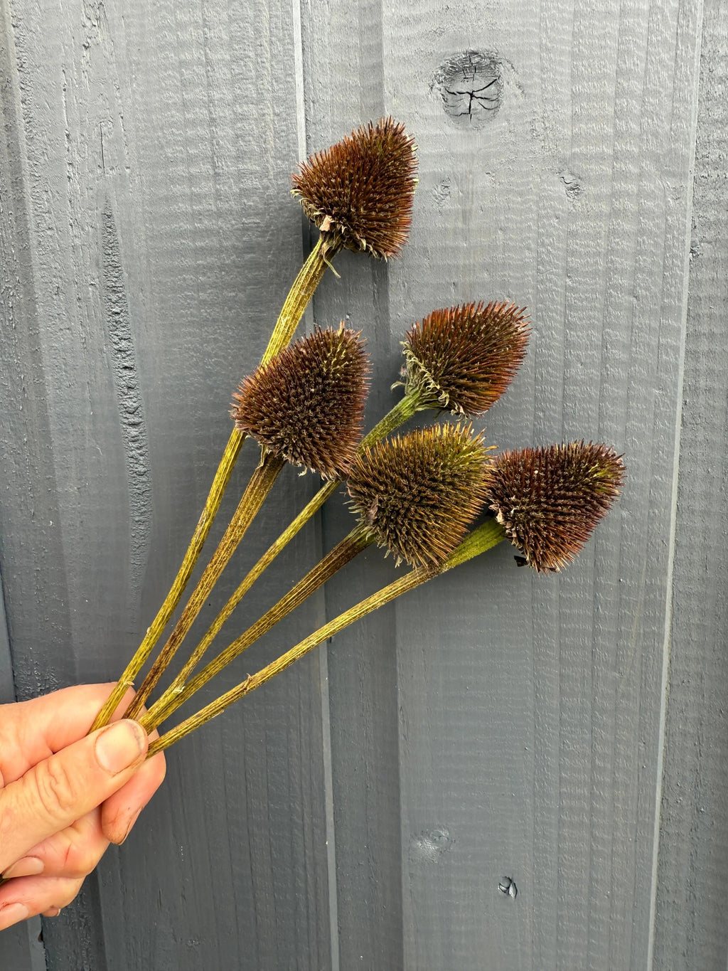 Hand holding five spiky Echinacea Cones Dried against grey wood