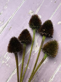 Echinacea Cones Dried by Bishy Barnabees Cottage Garden Ltd feature five spiky, dark brown cones with green stems on a pale purple wood surface—ideal for rustic charm in autumn wreaths or dried flower displays.