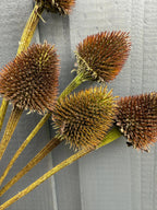 Echinacea Cones Dried – close-up of spiky brown-orange seed heads on yellow-green stems