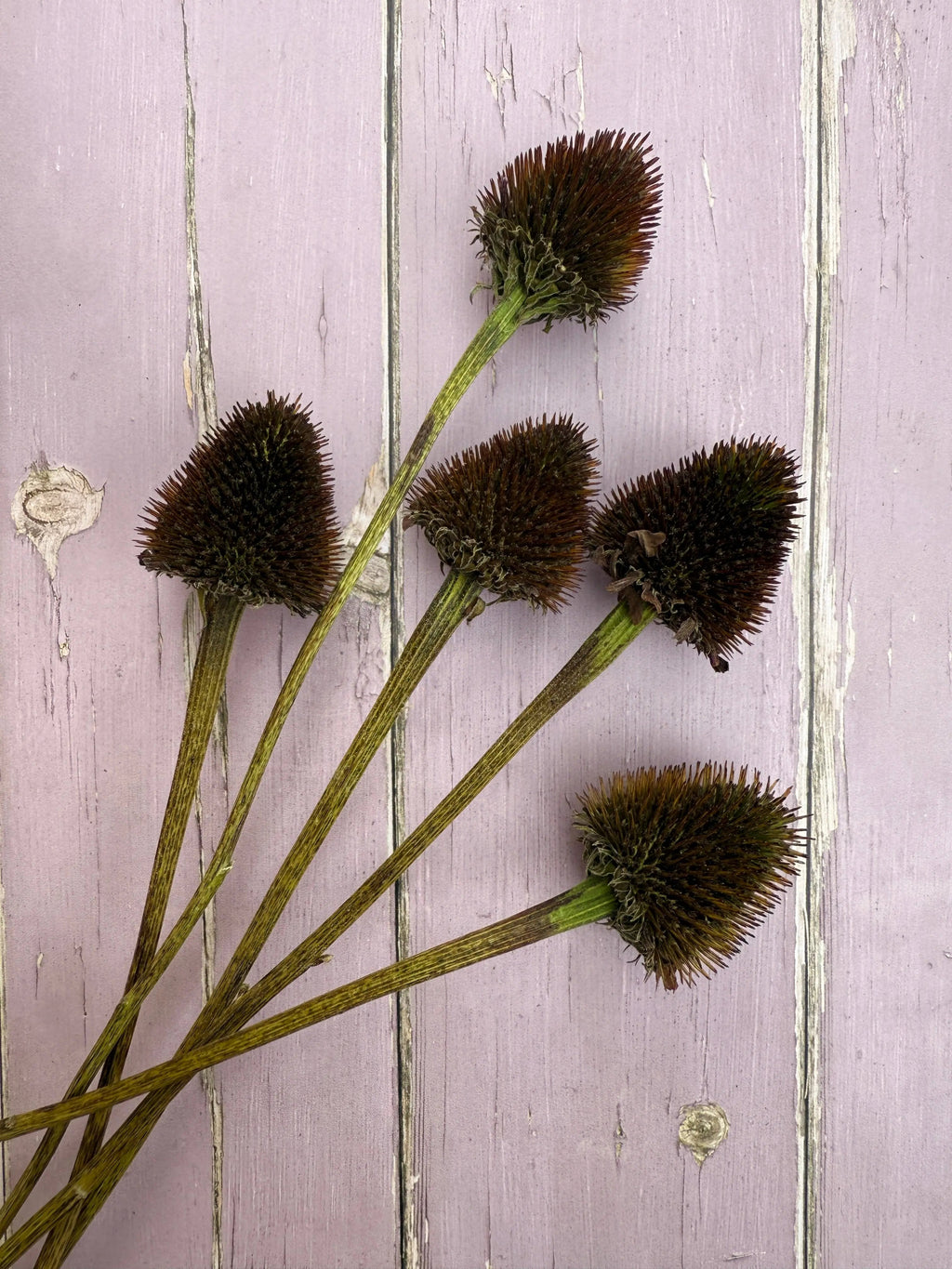 Echinacea Cones Dried – five spiky brown seed heads on long stems on a lavender surface