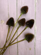 Echinacea Cones Dried – five spiky brown seed heads on long stems on a lavender surface