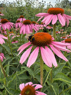 Bee gathering nectar from the centre of an Echinacea Purple Coneflower