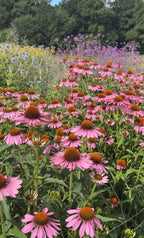 Echinacea Purple Coneflower among wildflowers and trees under a bright sky