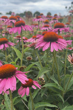 Field of Echinacea Purple Coneflower under a cloudy sky with a bee landing on a bloom