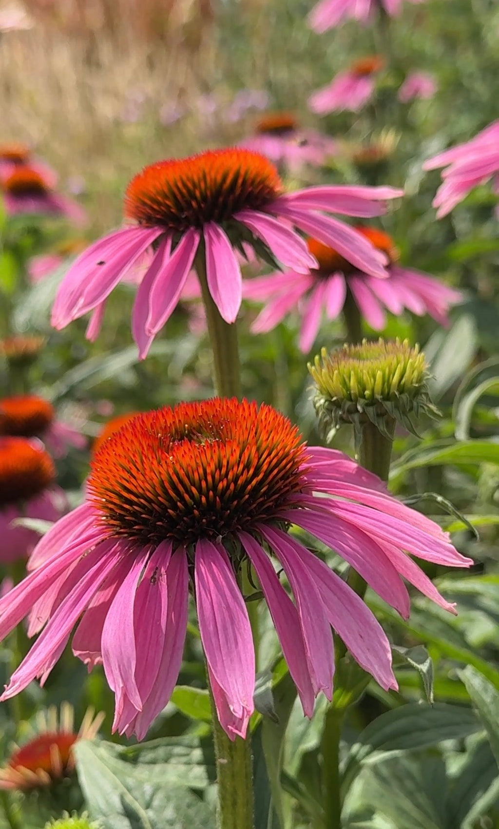 Echinacea Purple Coneflower – close-up of purple petals and a spiky orange centre