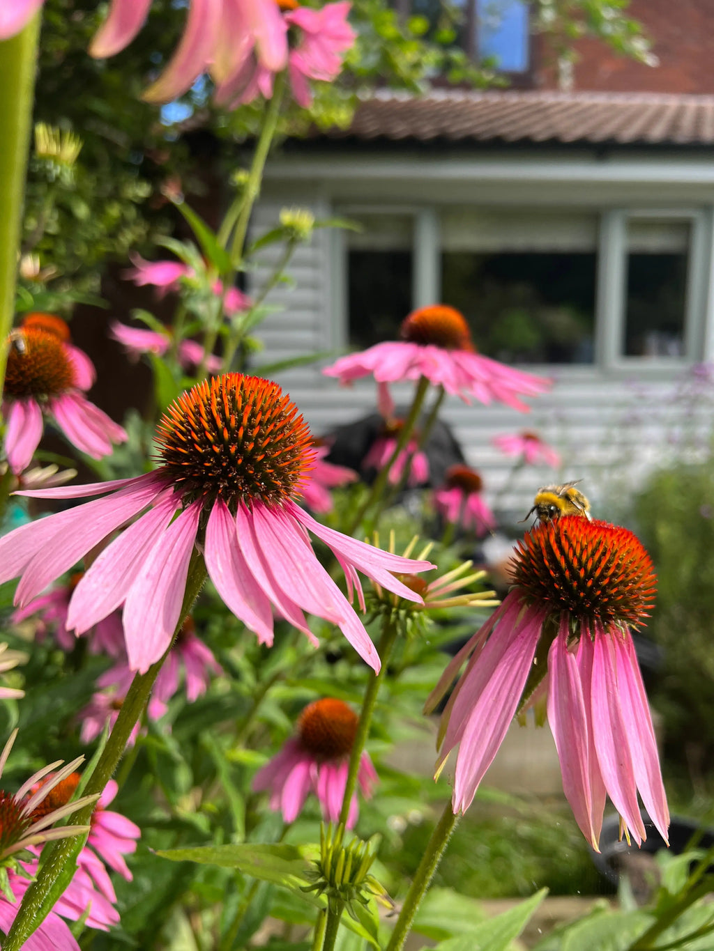 Bee collecting pollen on pink Echinacea Purple Coneflower with a house behind